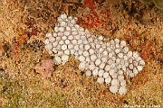 Alveopora sp Polypes 12 tentacules scle-Maldives Fesdhoo wreck-30m-20240423-da-DSC_6236_tn